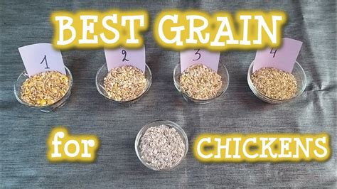 best grains to feed chickens.